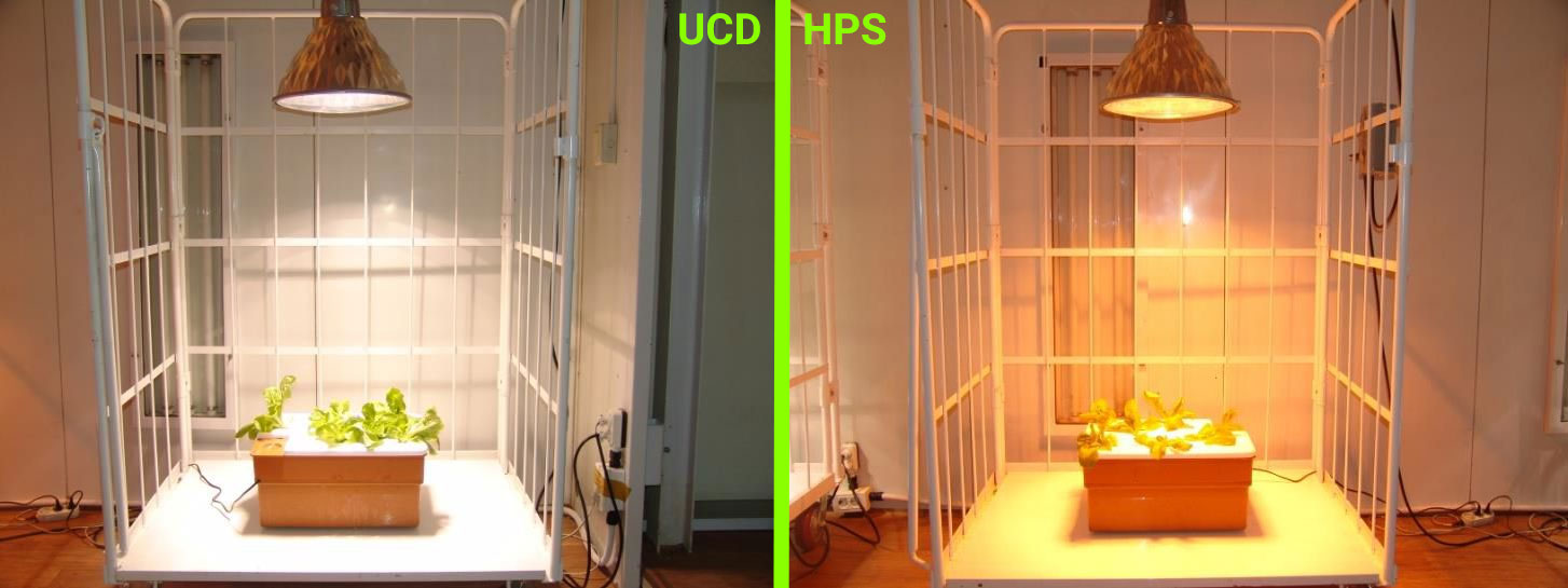 Porównanie uprawy roślin pod lampami UCD i HPS - Dzień 1