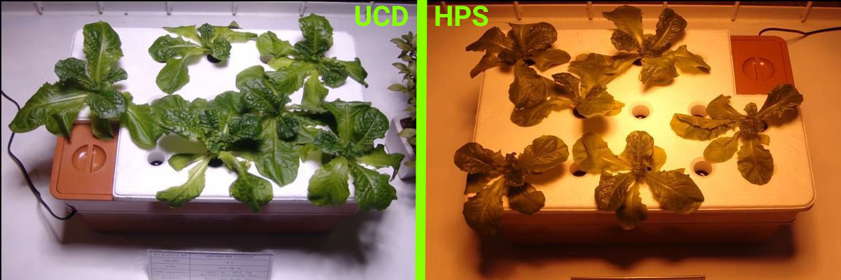Porównanie uprawy roślin pod lampami UCD i HPS - Dzień 3