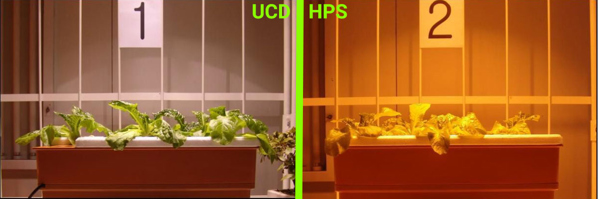 Porównanie uprawy roślin pod lampami UCD i HPS - Dzień 3