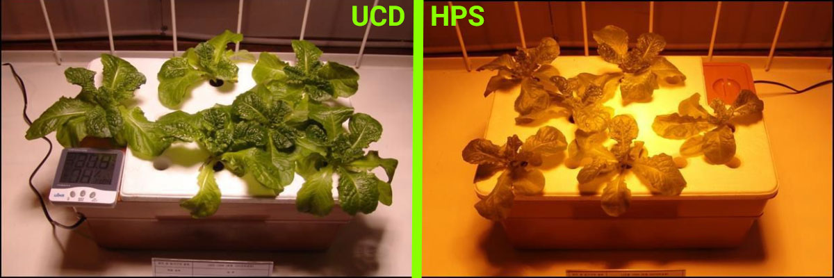 Porównanie uprawy roślin pod lampami UCD i HPS - Dzień 4