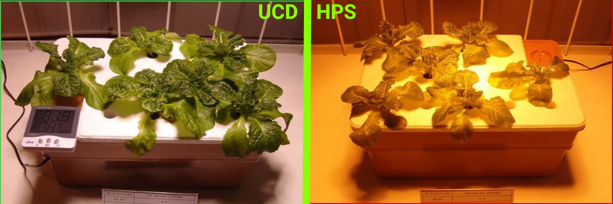 Porównanie uprawy roślin pod lampami UCD i HPS - Dzień 5