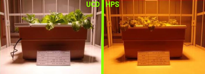 Porównanie uprawy roślin pod lampami UCD i HPS - Dzień 7