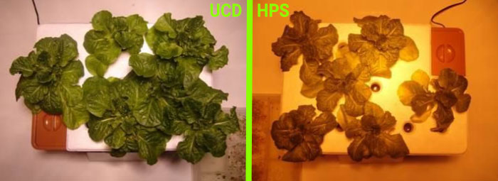 Porównanie uprawy roślin pod lampami UCD i HPS - Dzień 11
