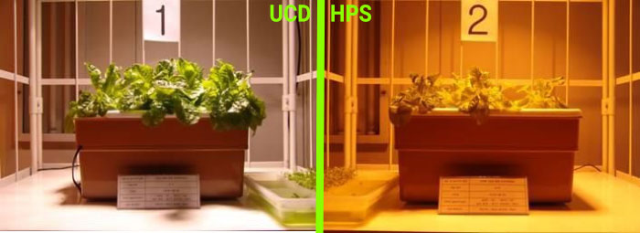 Porównanie uprawy roślin pod lampami UCD i HPS - Dzień 15