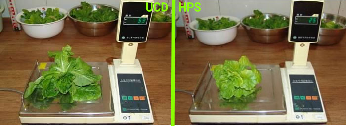 Ważenie roślin - porównanie uprawy roślin pod lampami UCD i HPS